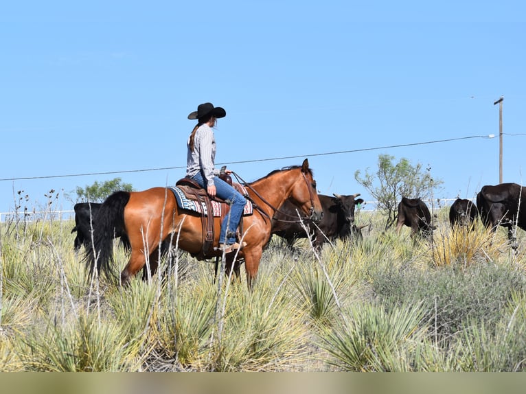 American Quarter Horse Ruin 10 Jaar Roodbruin in Amarillo