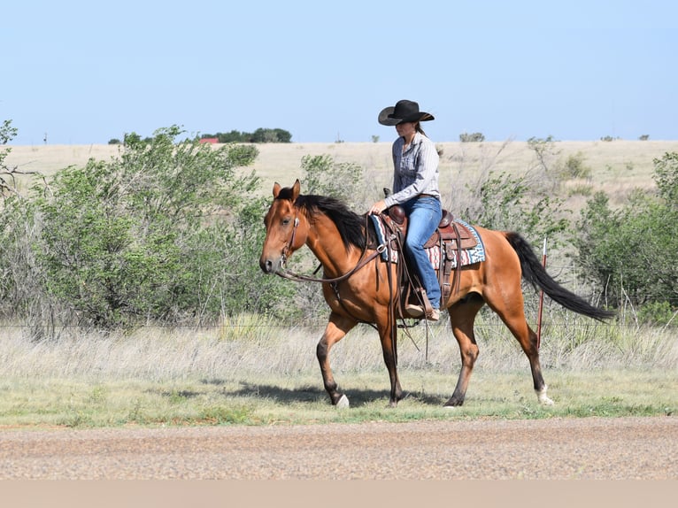 American Quarter Horse Ruin 10 Jaar Roodbruin in Amarillo