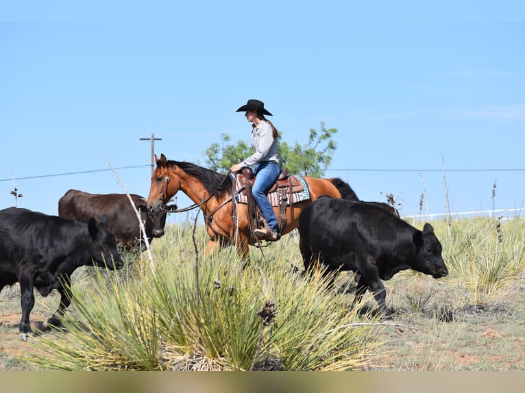 American Quarter Horse Ruin 10 Jaar Roodbruin in Amarillo