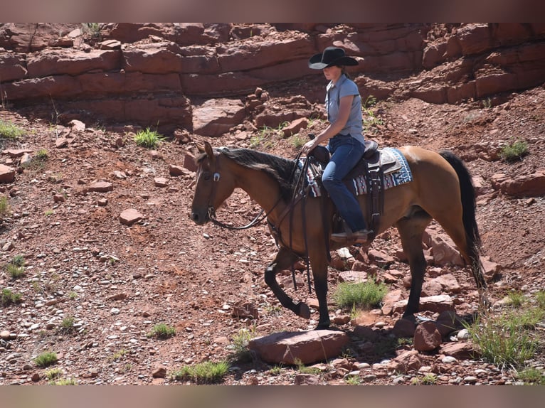 American Quarter Horse Ruin 10 Jaar Roodbruin in Amarillo