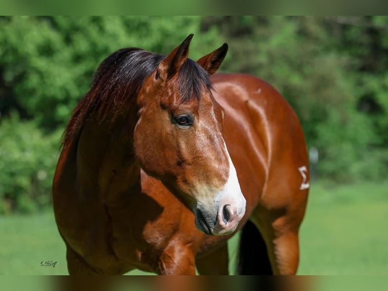 American Quarter Horse Ruin 10 Jaar Roodbruin in Ravenna