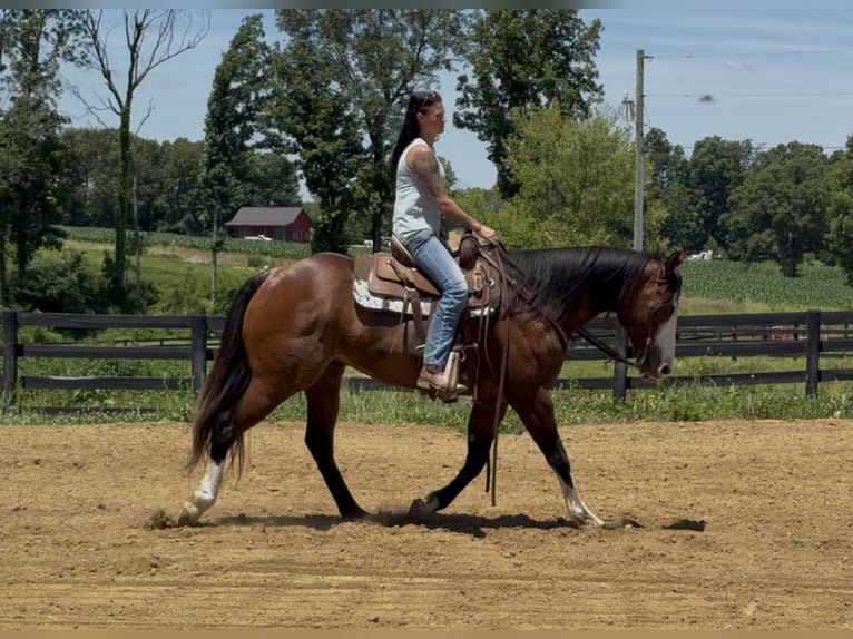 American Quarter Horse Ruin 10 Jaar Roodbruin in Henderson