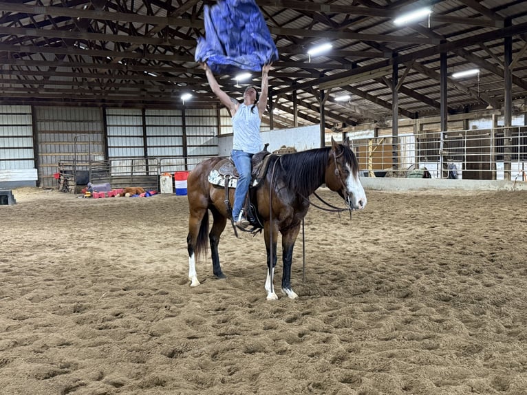 American Quarter Horse Ruin 10 Jaar Roodbruin in Henderson