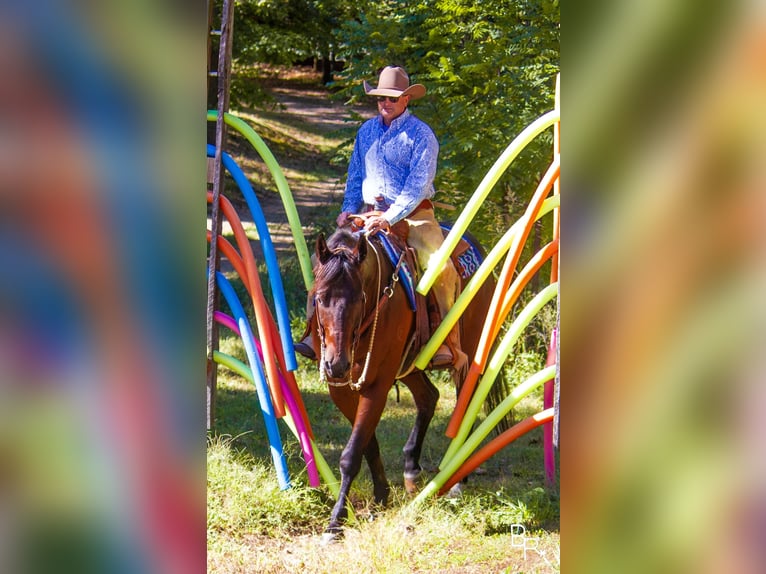 American Quarter Horse Ruin 10 Jaar Roodbruin in Mountain Grove MO