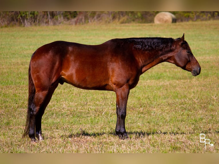 American Quarter Horse Ruin 10 Jaar Roodbruin in Mountain Grove MO