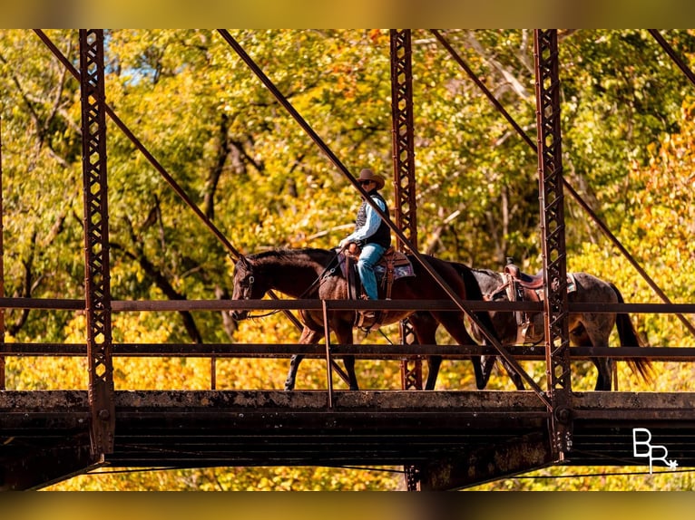 American Quarter Horse Ruin 10 Jaar Roodbruin in Mountain Grove MO