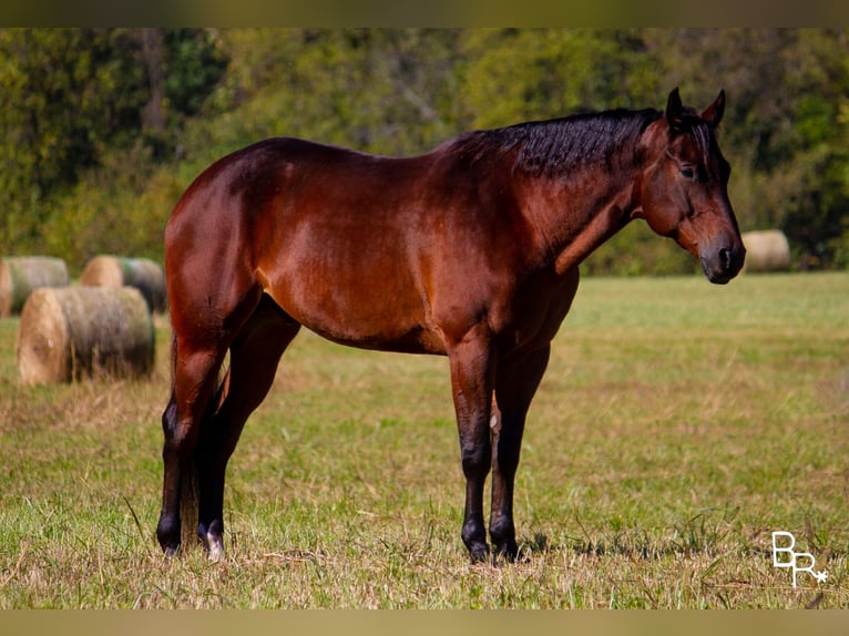 American Quarter Horse Ruin 10 Jaar Roodbruin in Mountain Grove MO