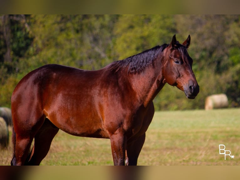 American Quarter Horse Ruin 10 Jaar Roodbruin in Mountain Grove MO