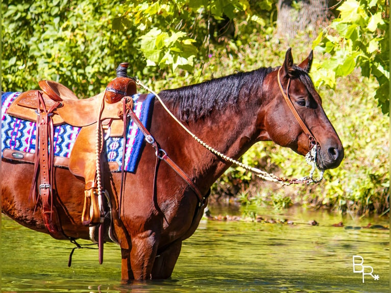 American Quarter Horse Ruin 10 Jaar Roodbruin in Mountain Grove MO