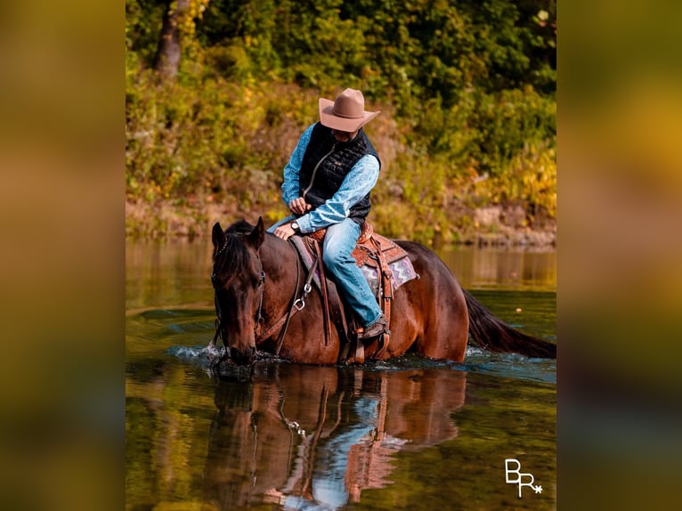 American Quarter Horse Ruin 10 Jaar Roodbruin in Mountain Grove MO