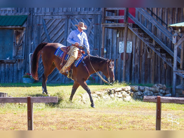 American Quarter Horse Ruin 10 Jaar Roodbruin in Mountain Grove MO