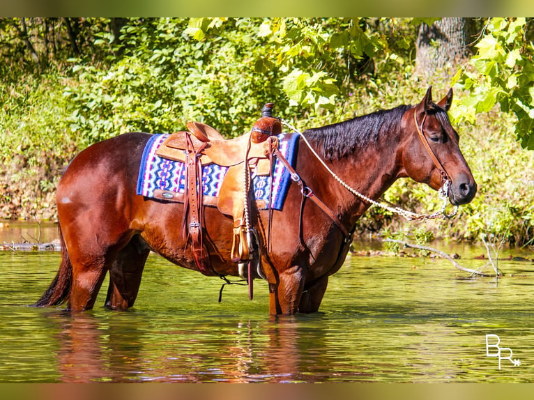 American Quarter Horse Ruin 10 Jaar Roodbruin in Mountain Grove MO