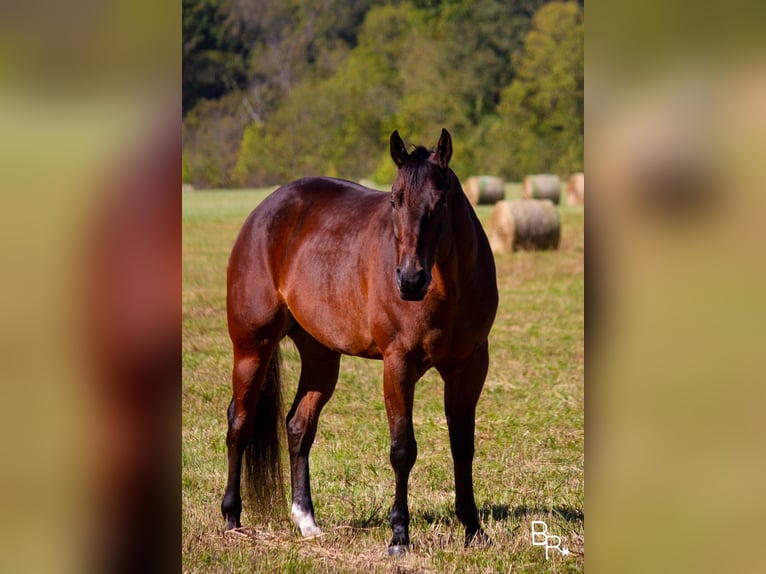 American Quarter Horse Ruin 10 Jaar Roodbruin in Mountain Grove MO