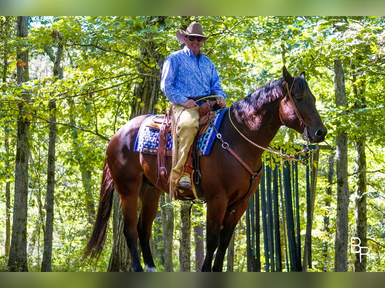 American Quarter Horse Ruin 10 Jaar Roodbruin in Mountain Grove MO