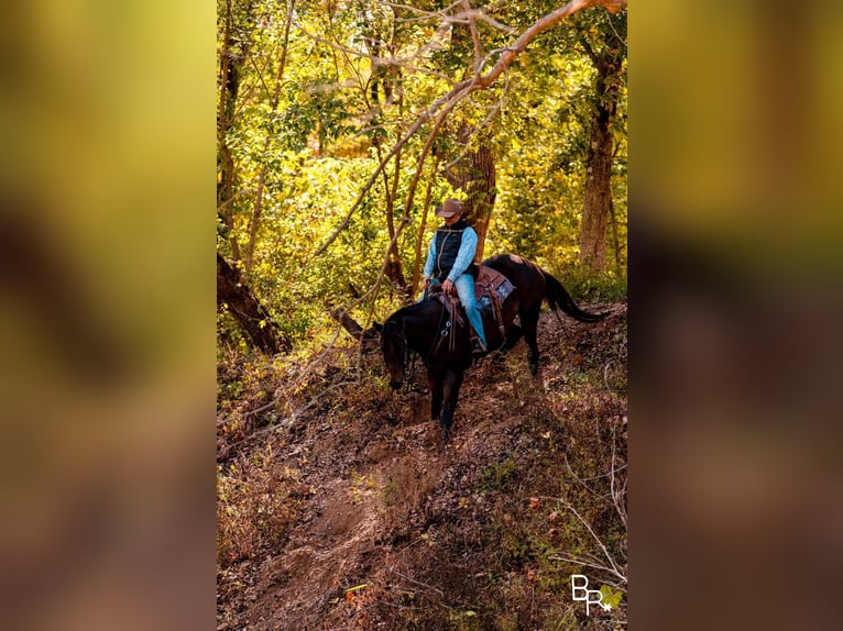 American Quarter Horse Ruin 10 Jaar Roodbruin in Mountain Grove MO