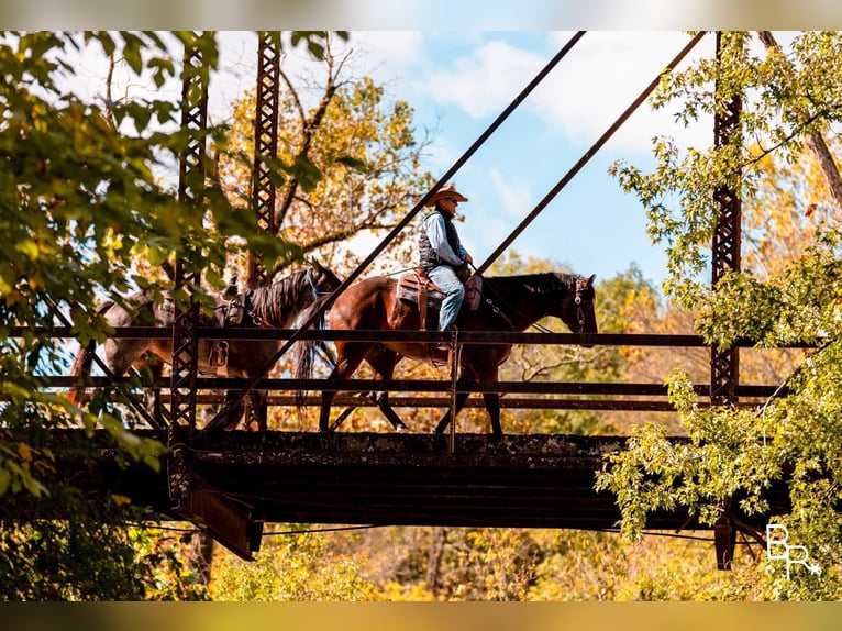 American Quarter Horse Ruin 10 Jaar Roodbruin in Mountain Grove MO