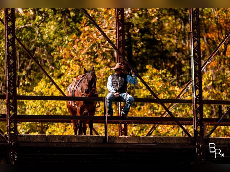 American Quarter Horse Ruin 10 Jaar Roodbruin in Mountain Grove MO