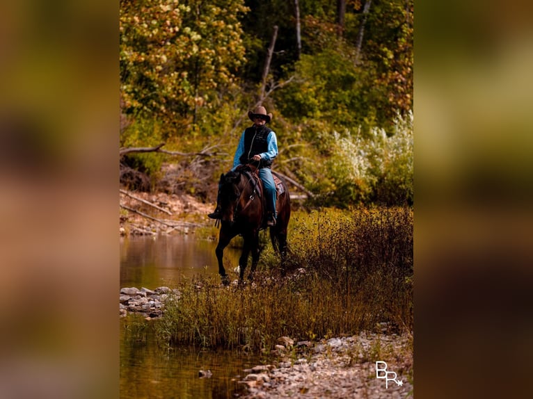 American Quarter Horse Ruin 10 Jaar Roodbruin in Mountain Grove MO