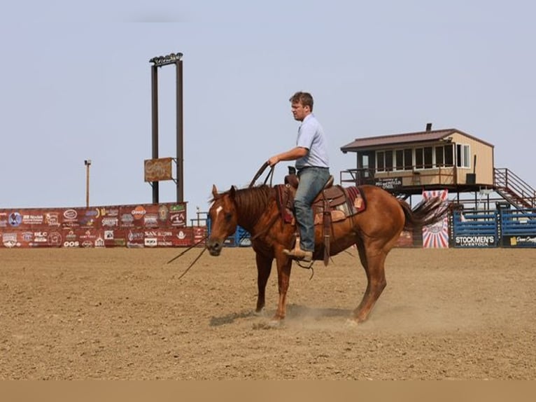 American Quarter Horse Ruin 10 Jaar Roodvos in Ripley