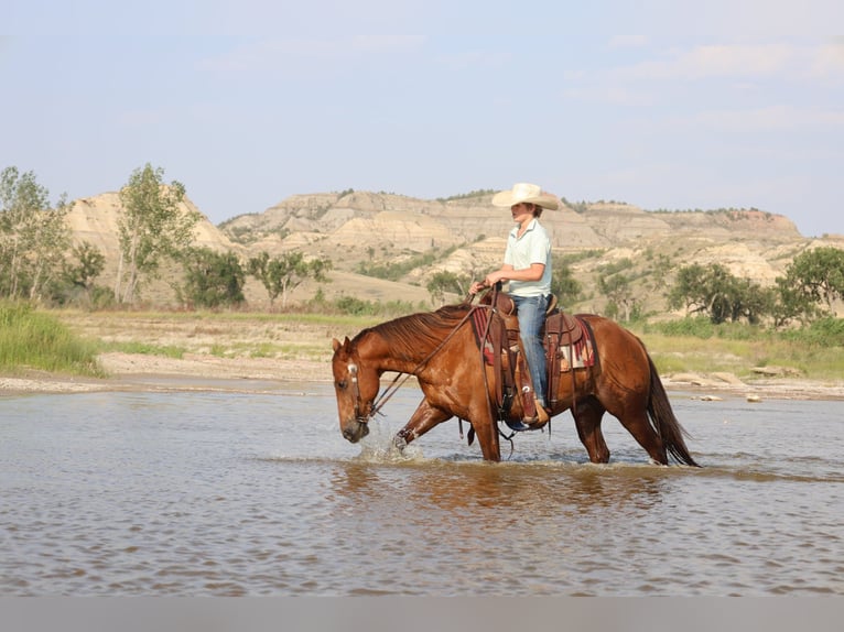 American Quarter Horse Ruin 10 Jaar Roodvos in Ripley