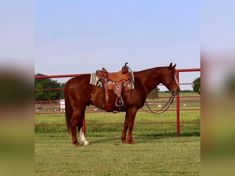 American Quarter Horse Ruin 10 Jaar Roodvos in Grand Saline, TX