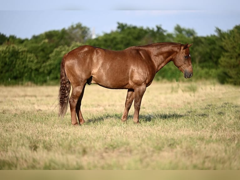 American Quarter Horse Ruin 10 Jaar Roodvos in Waco, TX