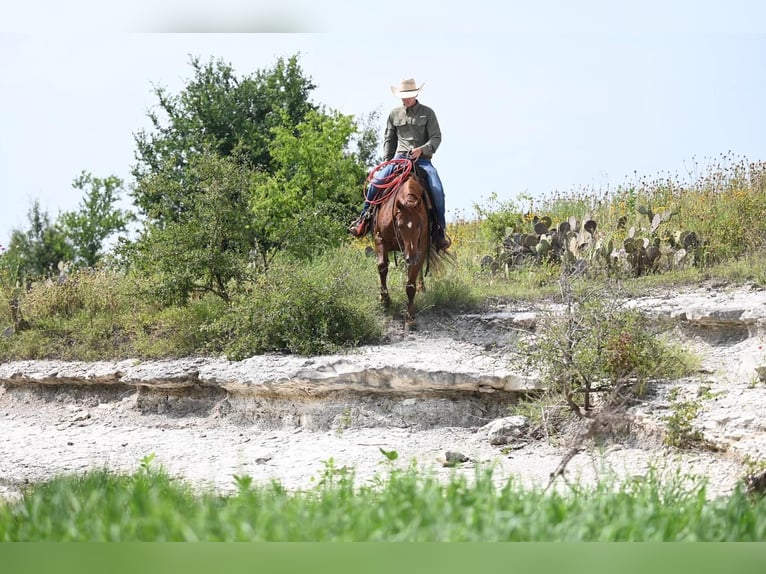 American Quarter Horse Ruin 10 Jaar Roodvos in Waco, TX