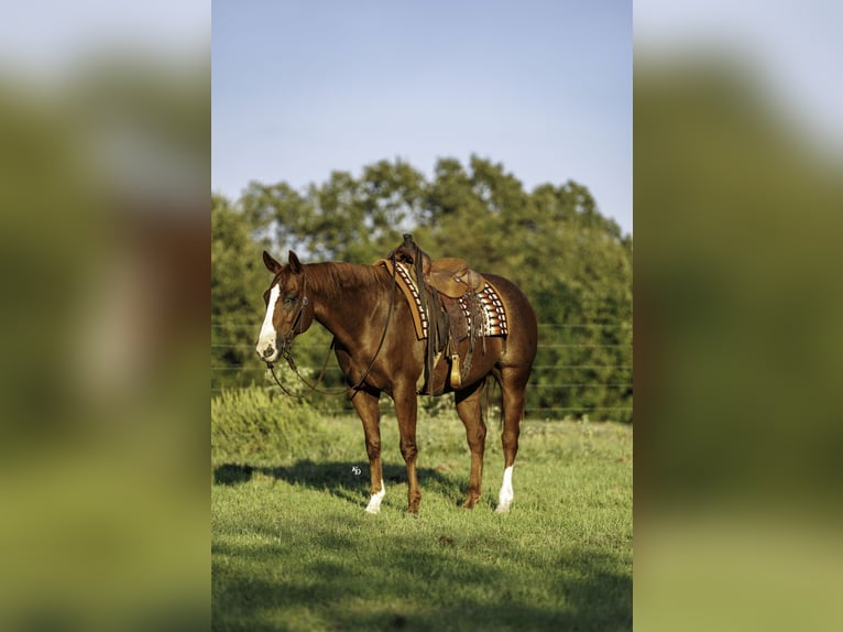 American Quarter Horse Ruin 10 Jaar Roodvos in Quitman
