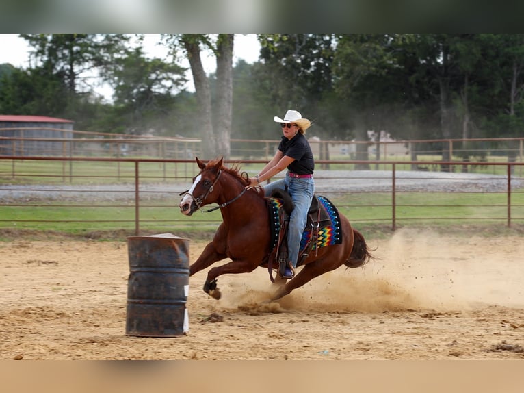 American Quarter Horse Ruin 10 Jaar Roodvos in Quitman