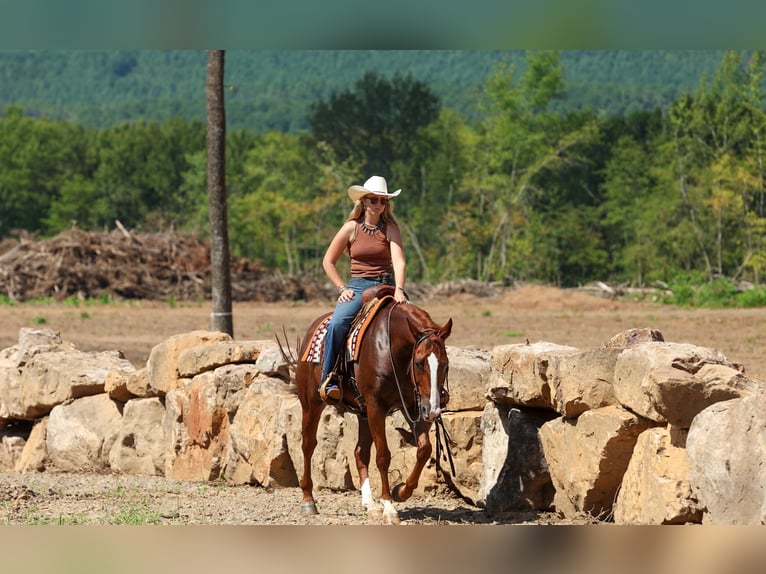 American Quarter Horse Ruin 10 Jaar Roodvos in Quitman
