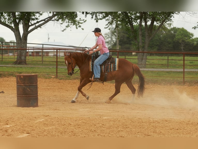 American Quarter Horse Ruin 10 Jaar Roodvos in Quitman