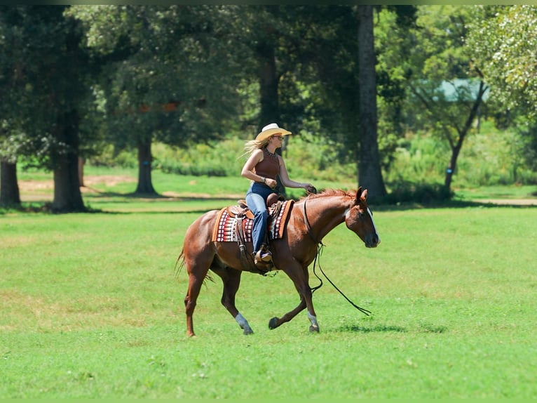 American Quarter Horse Ruin 10 Jaar Roodvos in Quitman