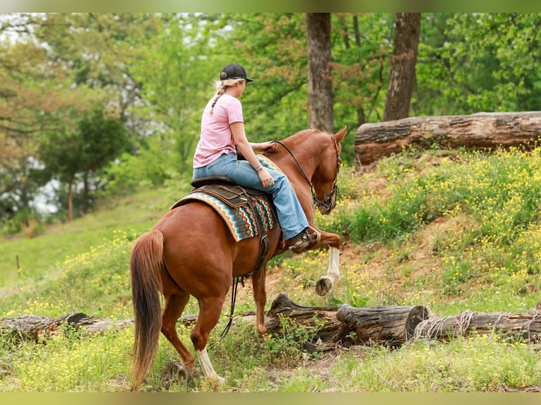 American Quarter Horse Ruin 10 Jaar Roodvos in Quitman