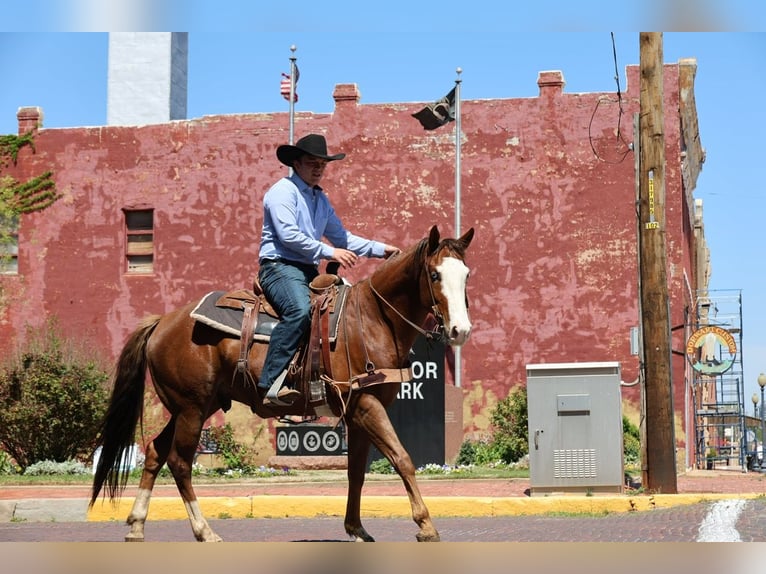 American Quarter Horse Ruin 10 Jaar Roodvos in Ripley