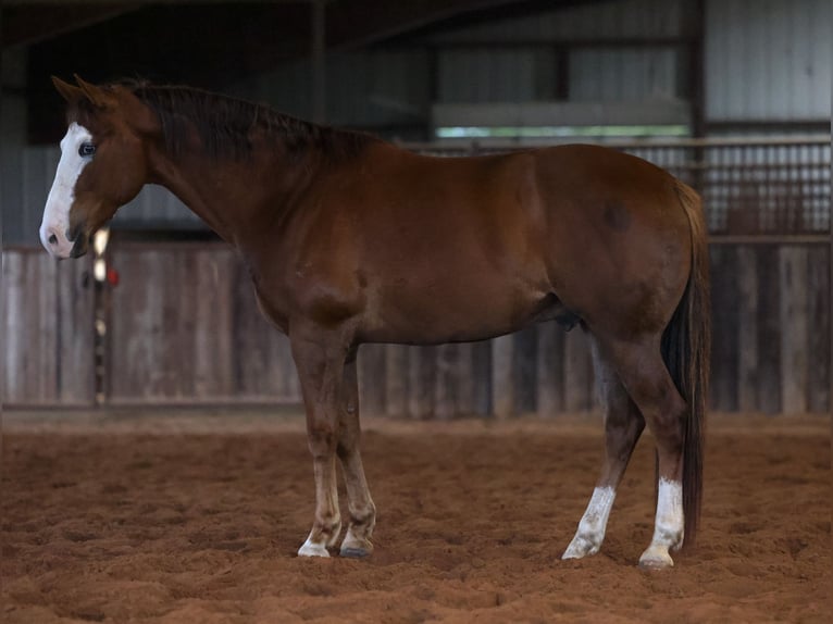 American Quarter Horse Ruin 10 Jaar Roodvos in Ripley
