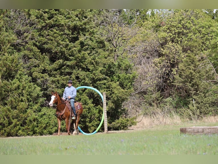 American Quarter Horse Ruin 10 Jaar Roodvos in Ripley