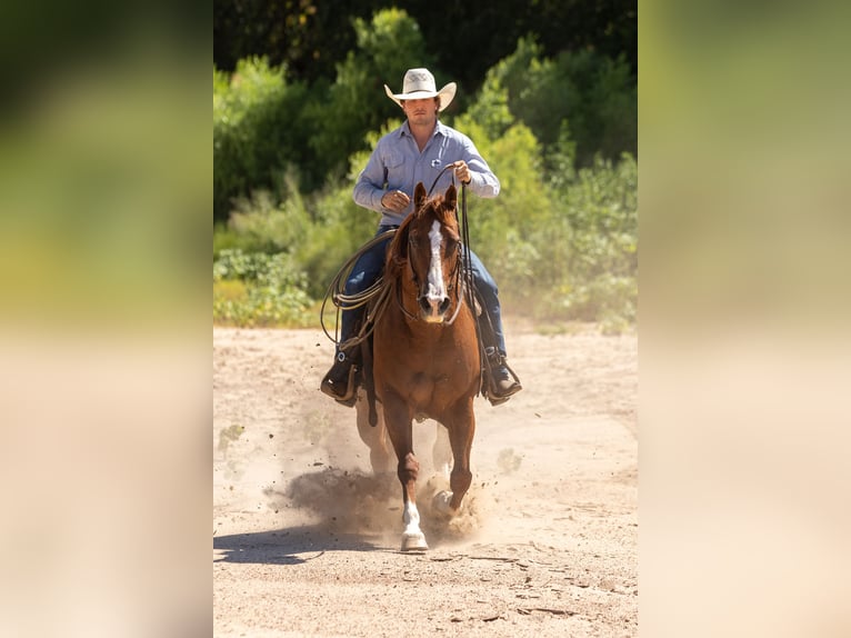 American Quarter Horse Ruin 10 Jaar Roodvos in Weatherford