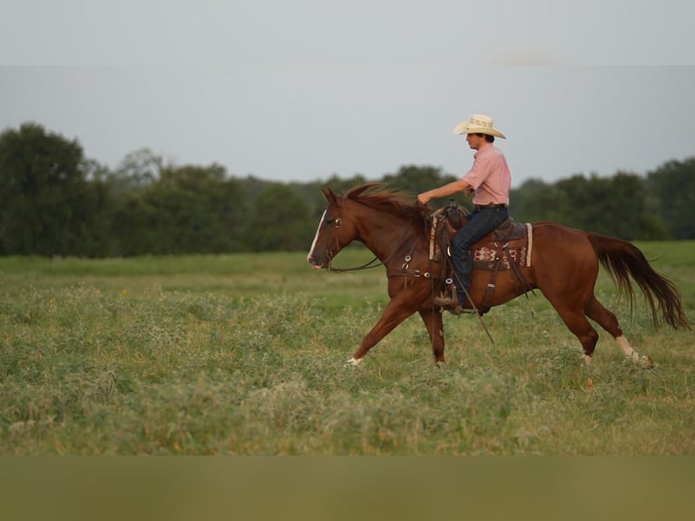 American Quarter Horse Ruin 10 Jaar Roodvos in Weatherford