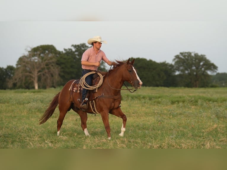 American Quarter Horse Ruin 10 Jaar Roodvos in Weatherford