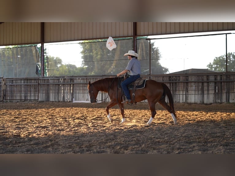 American Quarter Horse Ruin 10 Jaar Roodvos in Weatherford