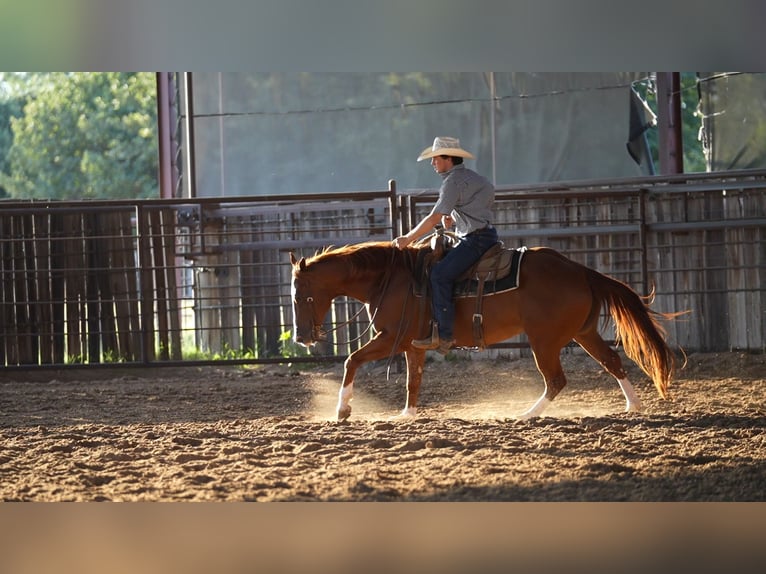 American Quarter Horse Ruin 10 Jaar Roodvos in Weatherford