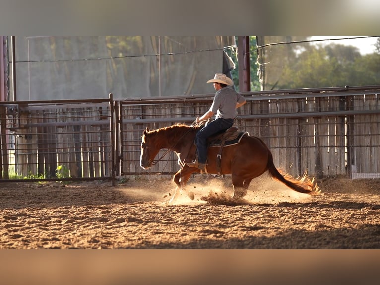 American Quarter Horse Ruin 10 Jaar Roodvos in Weatherford