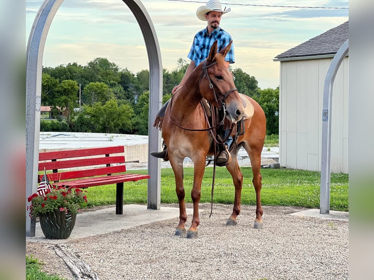 American Quarter Horse Ruin 10 Jaar Roodvos in zearing IA