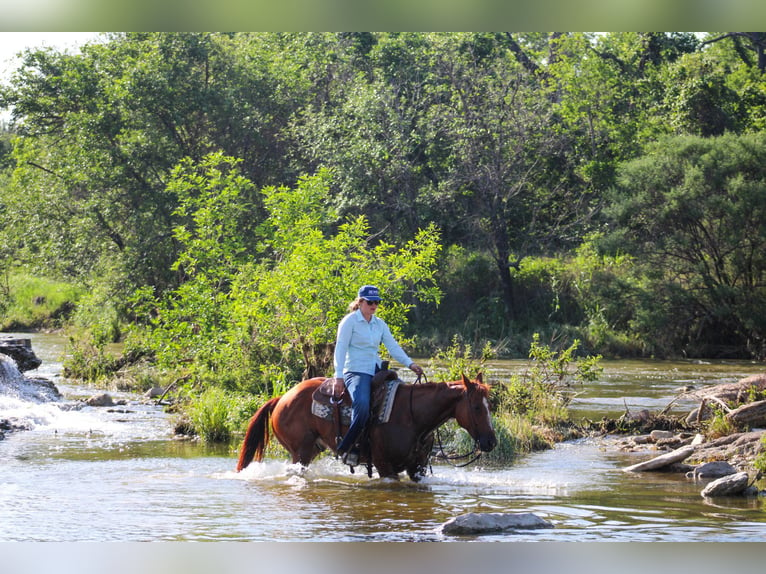 American Quarter Horse Ruin 10 Jaar Roodvos in Stephenville TX