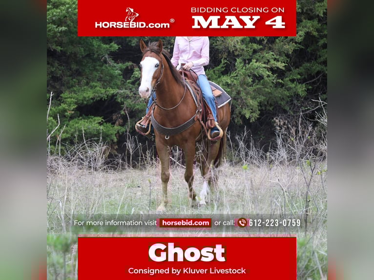 American Quarter Horse Ruin 10 Jaar Roodvos in Ripley