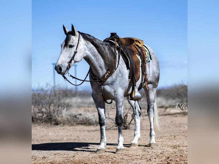 American Quarter Horse Ruin 10 Jaar Schimmel in Aguila, AZ