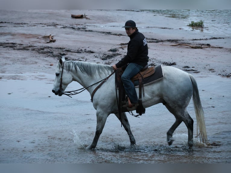 American Quarter Horse Ruin 10 Jaar Schimmel in Ripley