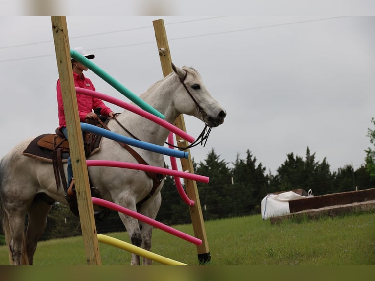 American Quarter Horse Ruin 10 Jaar Schimmel in Ripley