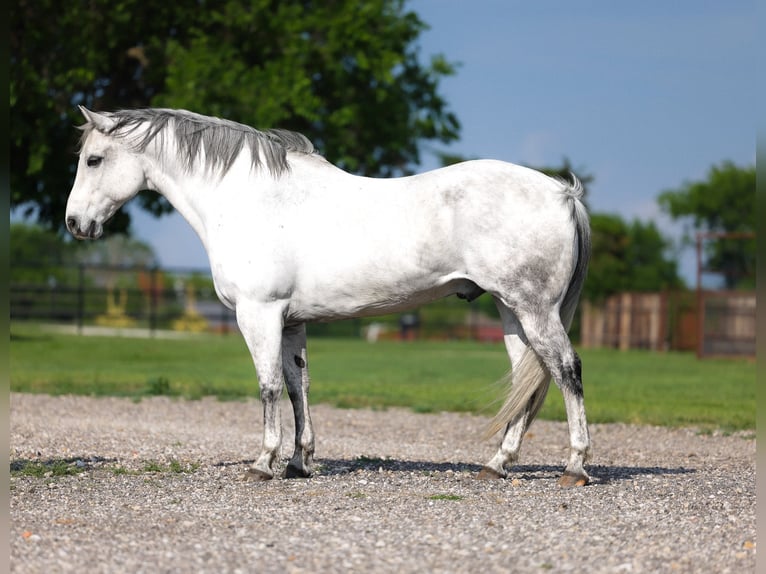 American Quarter Horse Ruin 10 Jaar Schimmel in Ripley