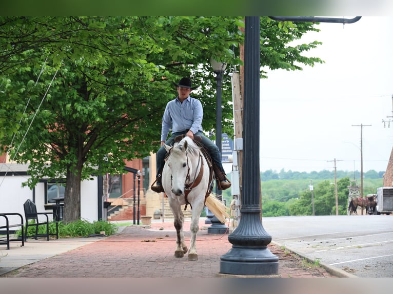 American Quarter Horse Ruin 10 Jaar Schimmel in Ripley